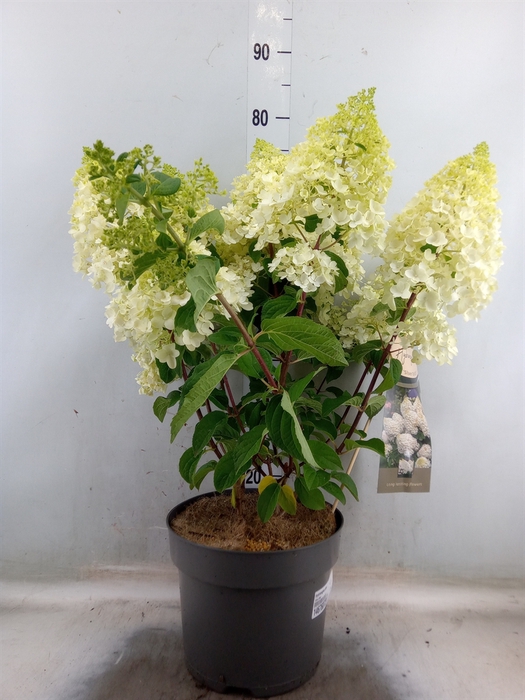 <h4>Hydrangea pan.</h4>
