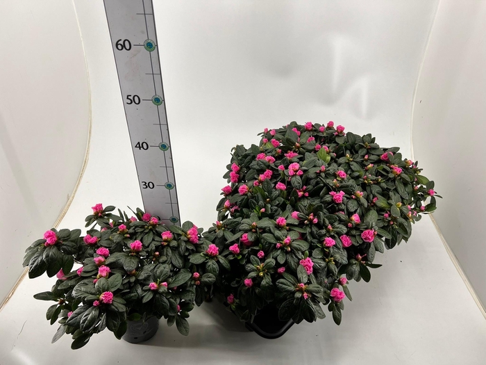 <h4>RHODO SI OV</h4>