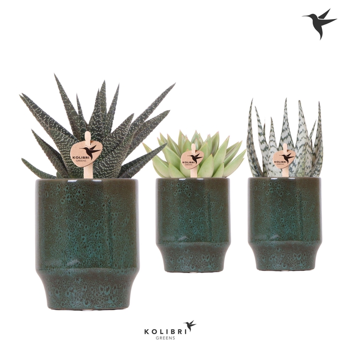 <h4>Kolibri Greens Succulenten mix in Classy pot green</h4>