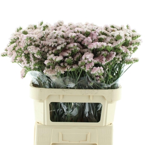 Limonium St Salmon Birds X50