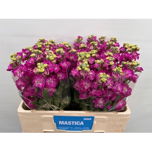 MATTH STOX DEEP ROSE