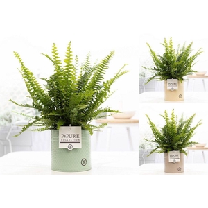 Nephrolepis Green Lady in P&PURE Louise 4 mix
