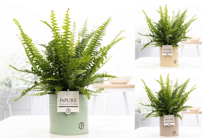 <h4>Nephrolepis Green Lady in P&PURE Louise 4 mix</h4>