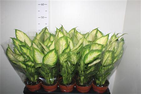 <h4>Dieff Camilla</h4>