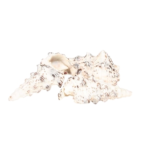 Shell Cerethium 500g