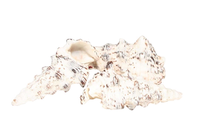 <h4>Shell Cerethium 500g</h4>