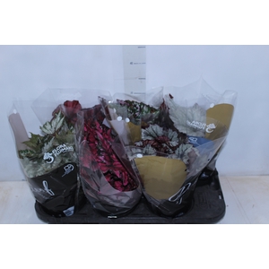 BEGONIA BELEAF P15 PO