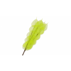 Dried Bleached Ficus Stem Green