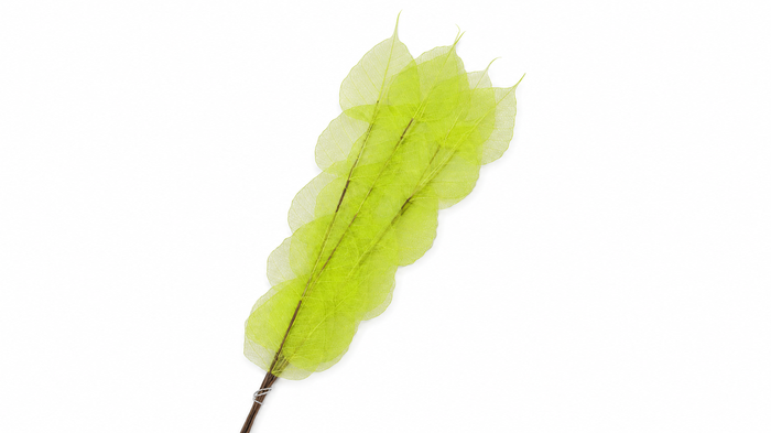 <h4>Dried Bleached Ficus Stem Green</h4>