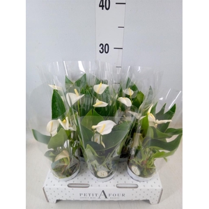 Anthurium andr. 'White Champion'