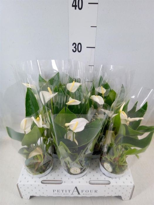 <h4>Anthurium andr. 'White Champion'</h4>