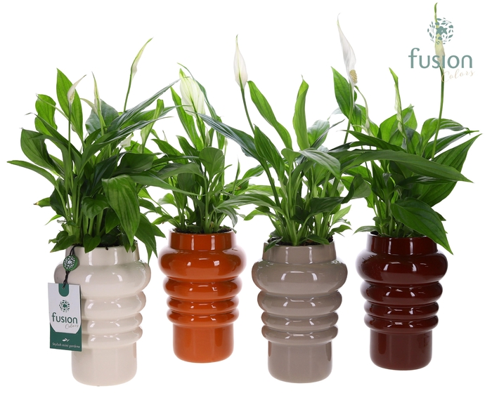 <h4>Keramiek pot met Spathiphyllum</h4>