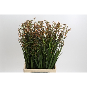 Crocosmia Emily Mckenzie
