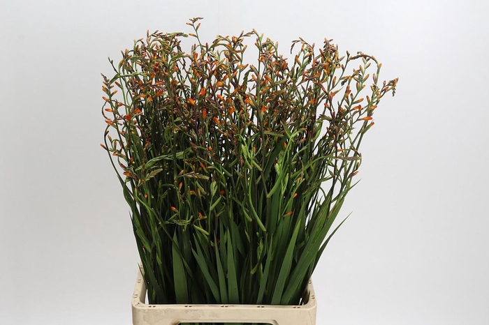 <h4>Crocosmia Emily Mckenzie</h4>