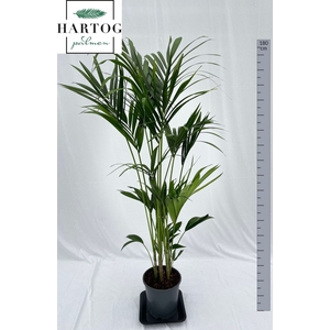 HOWEA FORSTERIANA