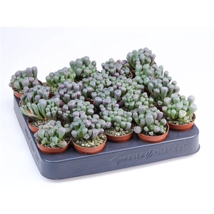 Fenestraria rhopalophylla