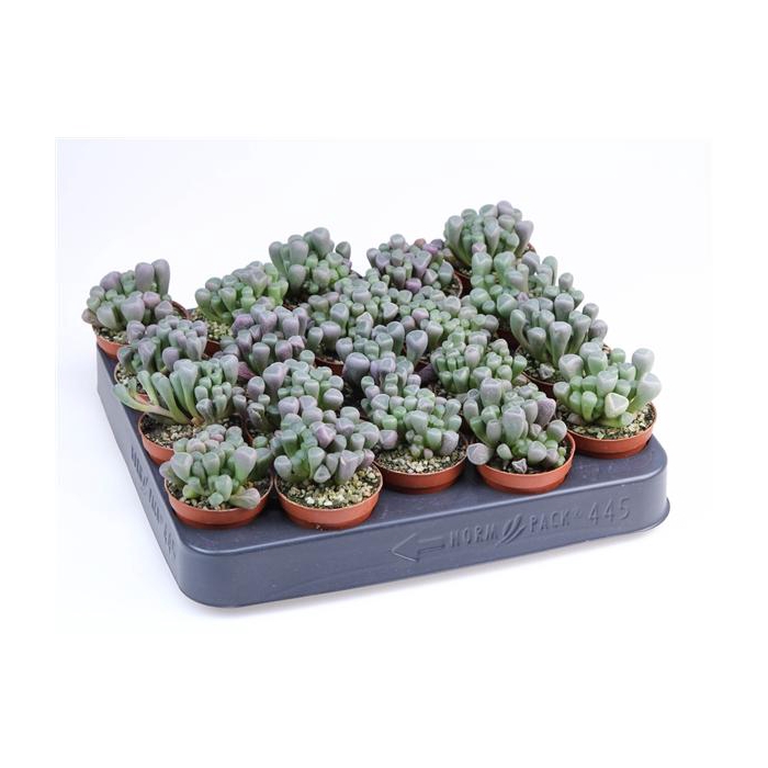 <h4>Fenestraria rhopalophylla</h4>