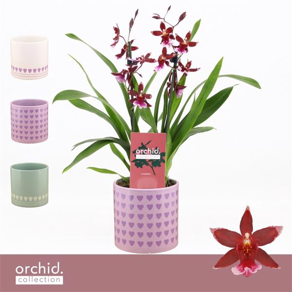 <h4>Barrocco Red, 2-spike Compact in Horizon Love 'Orchid Collection'</h4>