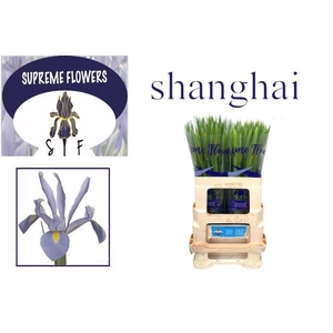 IRIS SHANGHAI