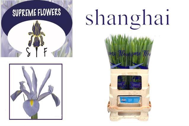 <h4>IRIS SHANGHAI</h4>