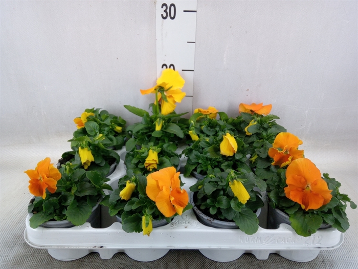 <h4>Viola wr. 'Alpha Orange'</h4>