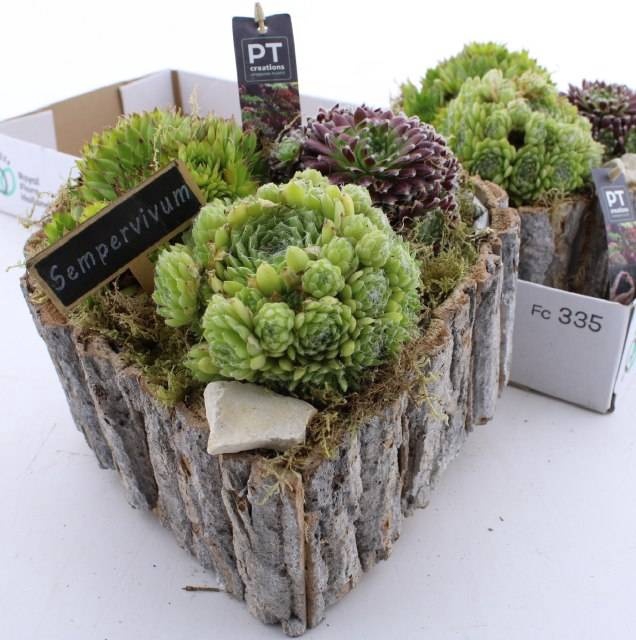 <h4>ARR SEMPERVIVUM</h4>