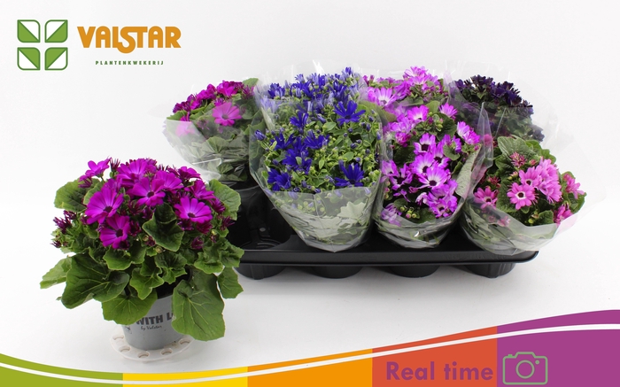 <h4>PERI C MAN GEM</h4>