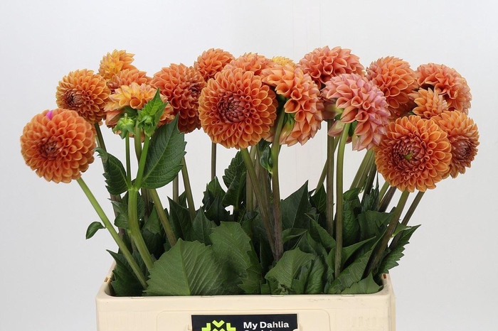 <h4>Dahlia BA 'Cornel Bronze'</h4>