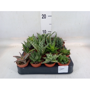 Aloe   ...mix