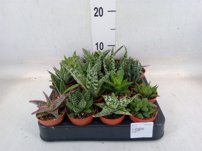 <h4>Aloe   ...mix</h4>