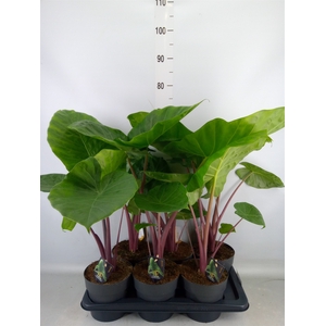 Alocasia   ...