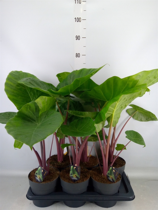 <h4>Alocasia   ...</h4>