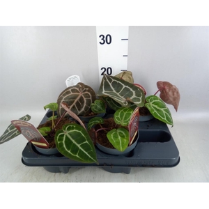Anthurium   ...