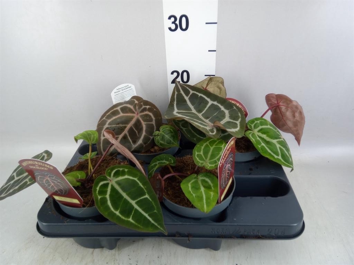 <h4>Anthurium   ...</h4>