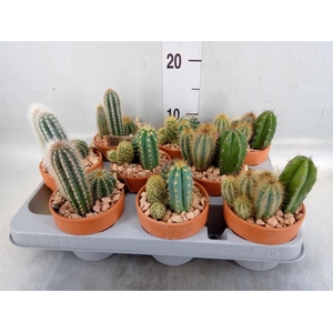 Arr.  Cactus L%