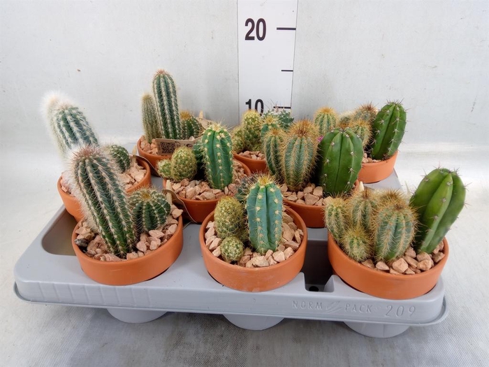 <h4>Arr.  Cactus L%</h4>