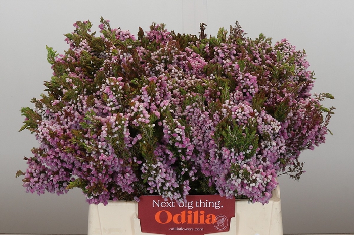 <h4>Kaaps Groen Erica Ovina</h4>
