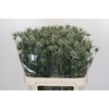 Eryngium Silver Dynamite