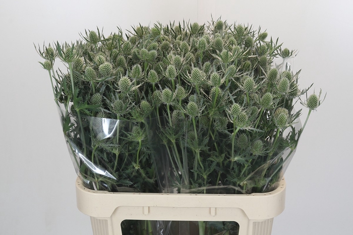 <h4>Eryngium Silver Dynamite</h4>