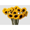 Helianthus Vincent's