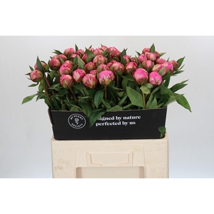 Paeonia Dr A Fleming