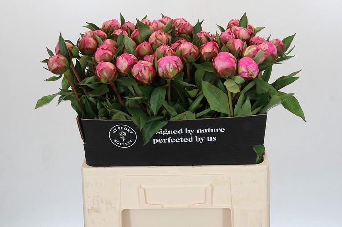 <h4>Paeonia Dr A Fleming</h4>