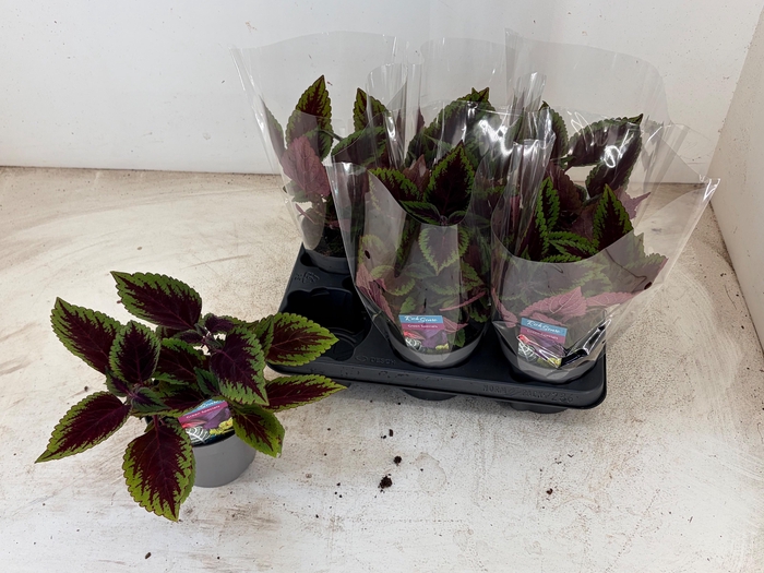 <h4>PLEC C MS RUBY ROAD</h4>