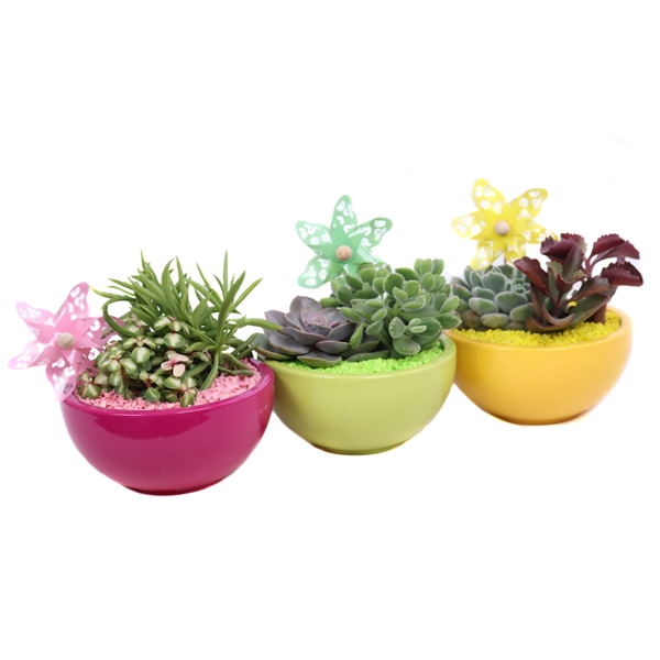 <h4>2x Succulent 8,5 cm in gekleurde schaal met windmolen</h4>