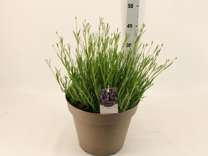 <h4>LAVAN IN GROSSO</h4>
