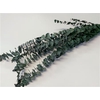Bunch Eucalyptus Small Pres.L60