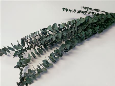 Bunch Eucalyptus Small Pres.L60
