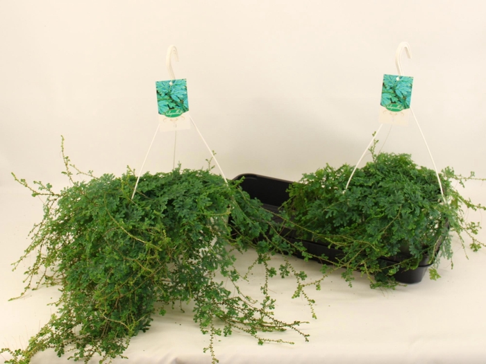 <h4>SELAG UNCIN PEACOCK</h4>