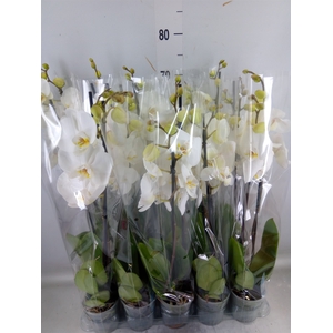 Phalaenopsis   ...