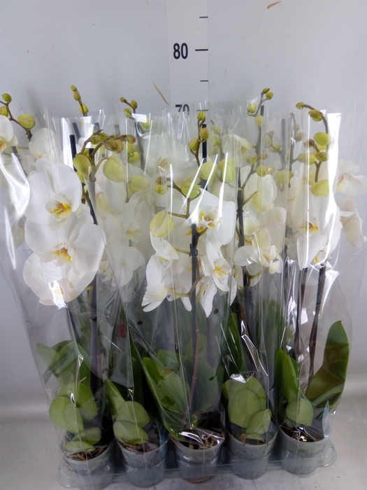 <h4>Phalaenopsis   ...</h4>